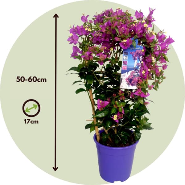 Trillingeranke - Bougainvillea 'Alexandra' - Højde 50-60cm - ⌀17cm