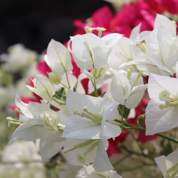 Stor trillingblomma - Bougainvillea 'Dania' - Höjd 50-60cm - ⌀17cm
