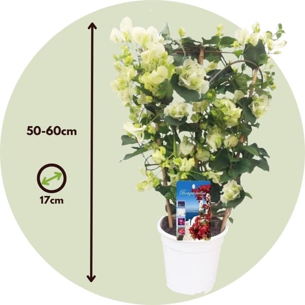 Stor trillingblomma - Bougainvillea 'Dania' - Höjd 50-60cm - ⌀17cm