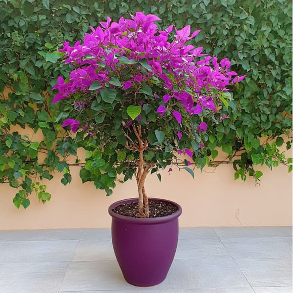 Trillingeranke - Bougainvillea 'Alexandra' - Højde 50-60cm - ⌀17cm