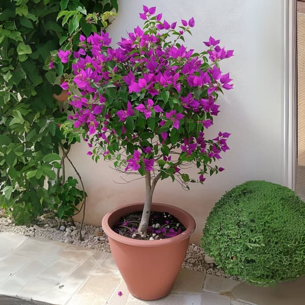 Trillingeranke - Bougainvillea 'Alexandra' - Højde 50-60cm - ⌀17cm