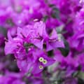 Miniatyrbillede 5 af 6: Trillingeranke - Bougainvillea 'Alexandra' - Højde 50-60cm - ⌀17cm