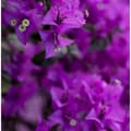 Miniatyrbillede 6 af 6: Trillingeranke - Bougainvillea 'Alexandra' - Højde 50-60cm - ⌀17cm