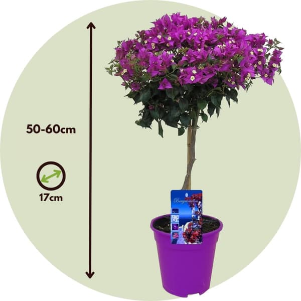 Trillingeranke - Bougainvillea 'Alexandra' - Højde 50-60cm - ⌀17cm