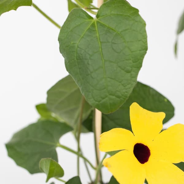 Svartöga - Set om 3 - Thunbergia alata - Höjd 25-40cm - ⌀9cm