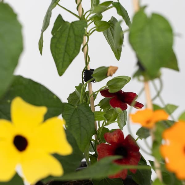 Svartöga - Set om 3 - Thunbergia alata - Höjd 25-40cm - ⌀9cm