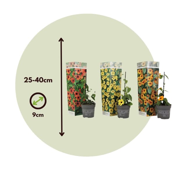 Svartöga - Set om 3 - Thunbergia alata - Höjd 25-40cm - ⌀9cm
