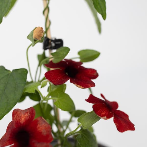 Svartöga - Set om 3 - Thunbergia alata 'Arizona Red' - Höjd 25-40cm - ⌀9cm