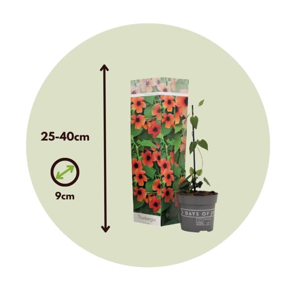 Svartöga - Set om 3 - Thunbergia alata 'Arizona Red' - Höjd 25-40cm - ⌀9cm