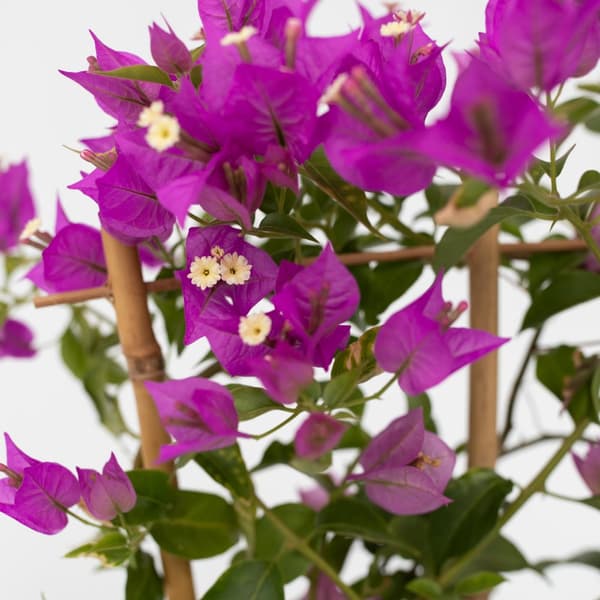 Trillingeranke - Sæt med 2 - Bougainvillea 'Alexandra' - Højde 50-60cm - ⌀17cm