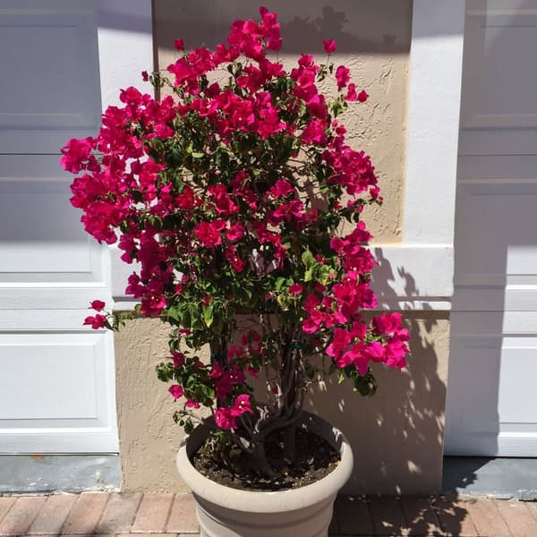 Trillingeranke - Bougainvillea 'Dania' - Højde 50-60cm - ⌀17cm