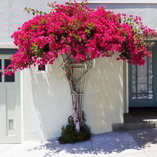 Trillingeranke - Bougainvillea 'Dania' - Højde 50-60cm - ⌀17cm