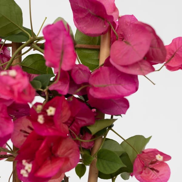 Trillingeranke - Bougainvillea 'Dania' - Højde 50-60cm - ⌀17cm