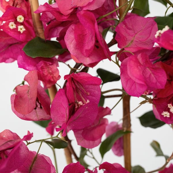 Trillingeranke - Bougainvillea 'Dania' - Højde 50-60cm - ⌀17cm