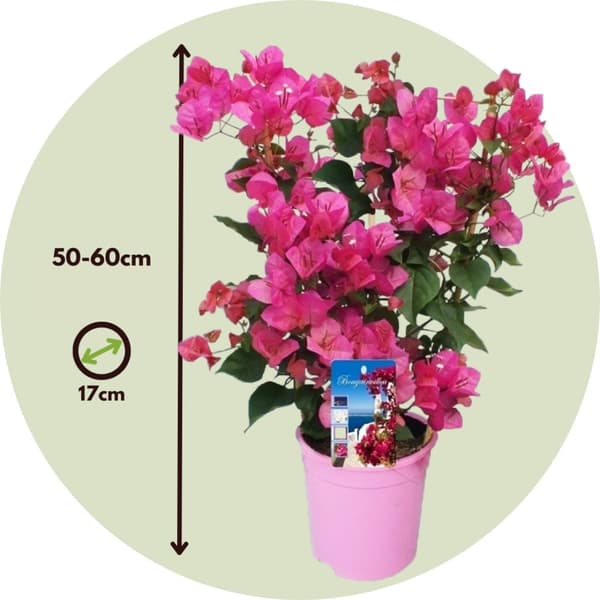 Trillingeranke - Bougainvillea 'Dania' - Højde 50-60cm - ⌀17cm
