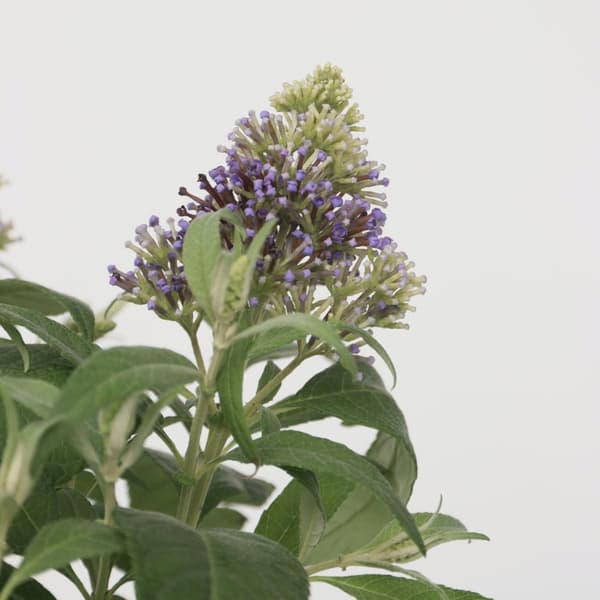 Sommerfuglebusk - Buddleja davidii butterfly Candy - Højde 30-40cm - ⌀19cm