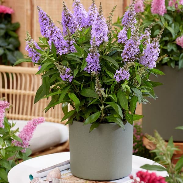 Fjärilsbuske - Set om 2 - Buddleja davidii 'Candy' - Höjd 30-40cm - ⌀19cm
