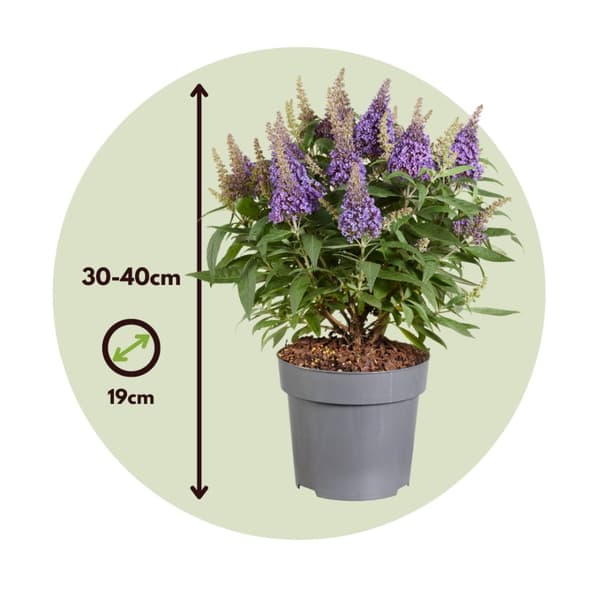 Fjärilsbuske - Set om 2 - Buddleja davidii 'Candy' - Höjd 30-40cm - ⌀19cm