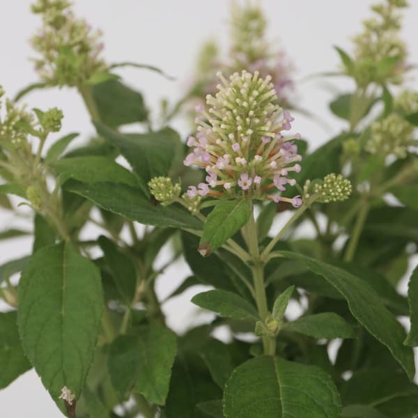 Fjärilsbuske - Buddleja davidii 'Candy' - Höjd 30-40cm - ⌀19cm