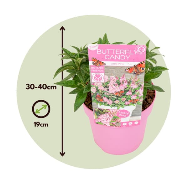 Fjärilsbuske - Buddleja davidii 'Candy' - Höjd 30-40cm - ⌀19cm