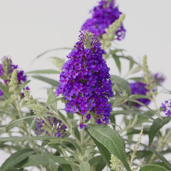 Fjärilsbuske - Buddleja davidii 'Candy' - Höjd 30-40cm - ⌀19cm