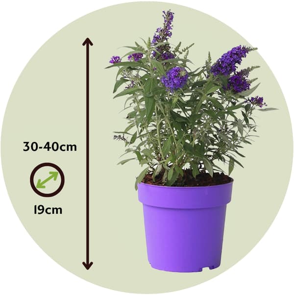 Fjärilsbuske - Set om 2 - Buddleja davidii 'Candy' - Höjd 30-40cm - ⌀19cm