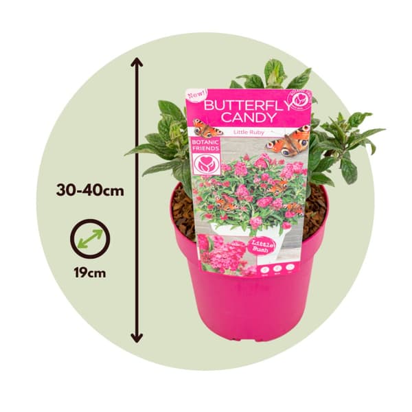 Sommerfuglebusk - Buddleja davidii butterfly Candy - Højde 30-40cm - ⌀19cm