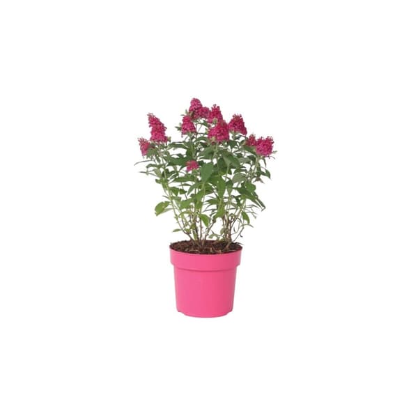 Fjärilsbuske - Buddleja davidii 'Candy' - Höjd 30-40cm - ⌀19cm