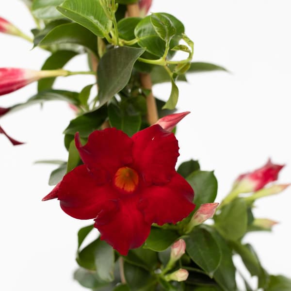 Bægerranke - Mandeville 'Rio Deep Red' - Højde 60-70cm - ⌀17cm