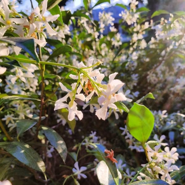 Jasmin - Set om 2 - Trachelospermum jasminoides - Höjd 110-120cm - ⌀17cm