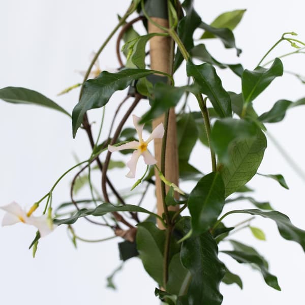 Jasmin - Set om 2 - Trachelospermum jasminoides - Höjd 110-120cm - ⌀17cm