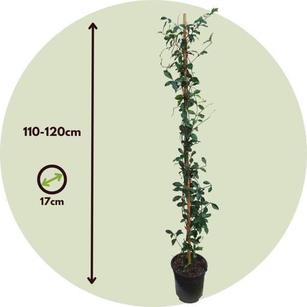 Jasmin - Set om 2 - Trachelospermum jasminoides - Höjd 110-120cm - ⌀17cm