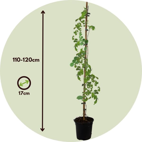 Trompetblomst - Sæt med 2 - Campis radicans 'Flava' - Højde 110-120cm - ⌀17cm