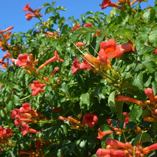 Trumpetvinda - Campsis taglibuana 'Mme Galen' - Höjd 110-120cm - ⌀17cm