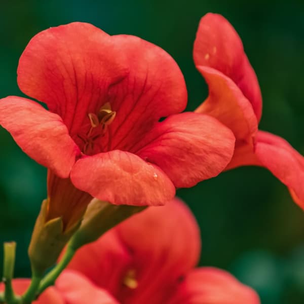 Trumpetvinda - Campsis taglibuana 'Mme Galen' - Höjd 110-120cm - ⌀17cm