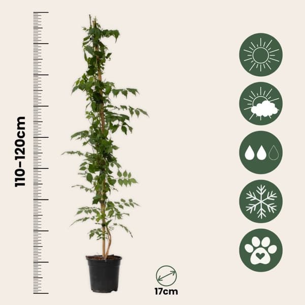 Trumpetvinda - Campsis taglibuana 'Mme Galen' - Höjd 110-120cm - ⌀17cm