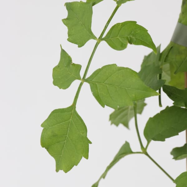 Trompetblomst - Campsis radicans - Højde 110-120cm - ⌀17cm