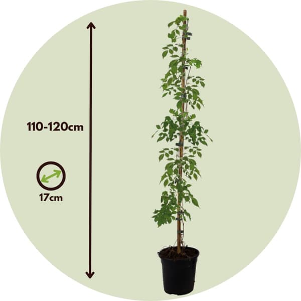 Trompetblomst - Campsis radicans - Højde 110-120cm - ⌀17cm