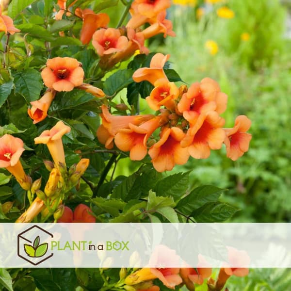 Trompetblomst - Sæt med 2 - Campsis radicans - Højde 110-120cm - ⌀17cm