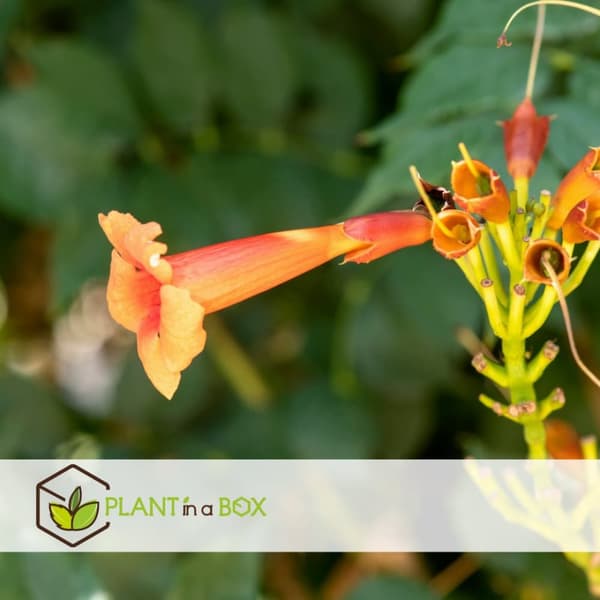 Trompetblomst - Sæt med 2 - Campsis radicans - Højde 110-120cm - ⌀17cm