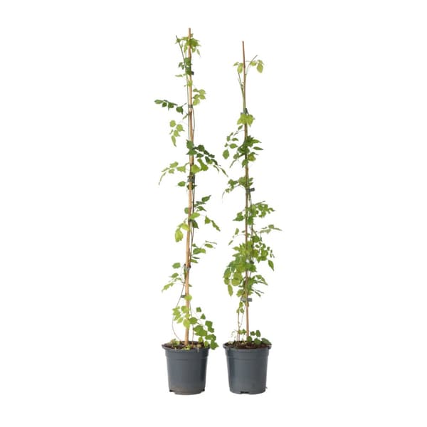 Trumpetvinda - Set om 2 - Campsis radicans - Höjd 110-120cm - ⌀17cm