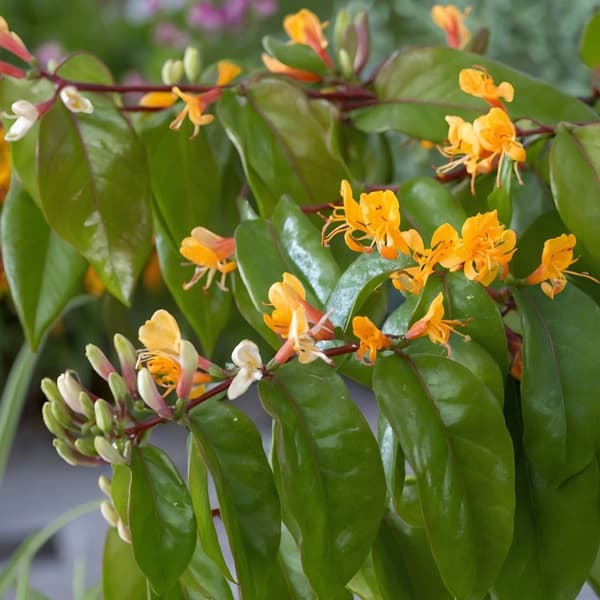 Kaprifol - Lonicera henryi 'Copper Beauty' - Höjd 110-120cm - ⌀17cm