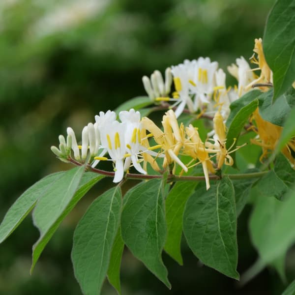 Kaprifolie - Sæt med 2 - Lonicera 'Copper Beauty' - Højde 110-120cm - ⌀17cm