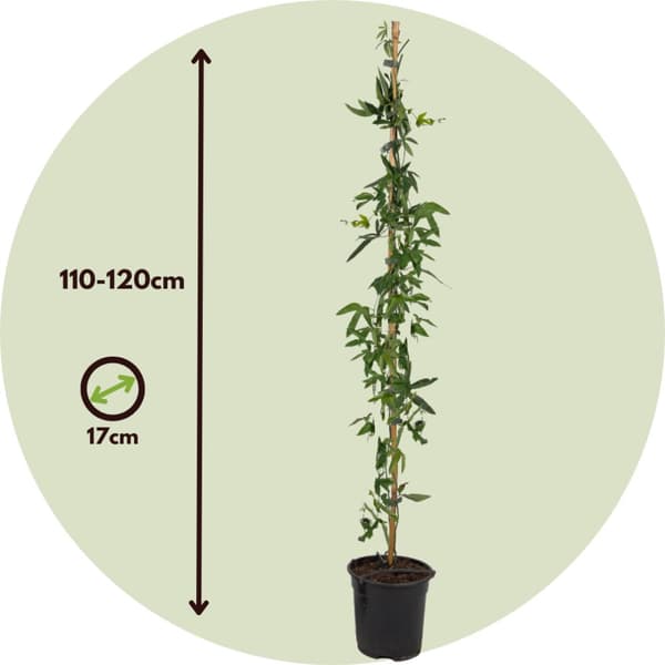 Blå passionsblomst - Passiflora caerulea - Højde 110-120cm - ⌀17cm