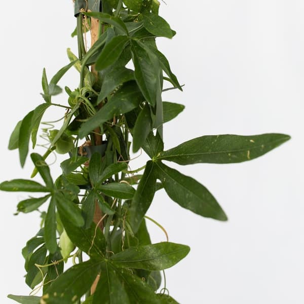Blå passionsblomst - Sæt med 2 - Passiflora 'Elliott' - Højde 110-120cm - ⌀17cm