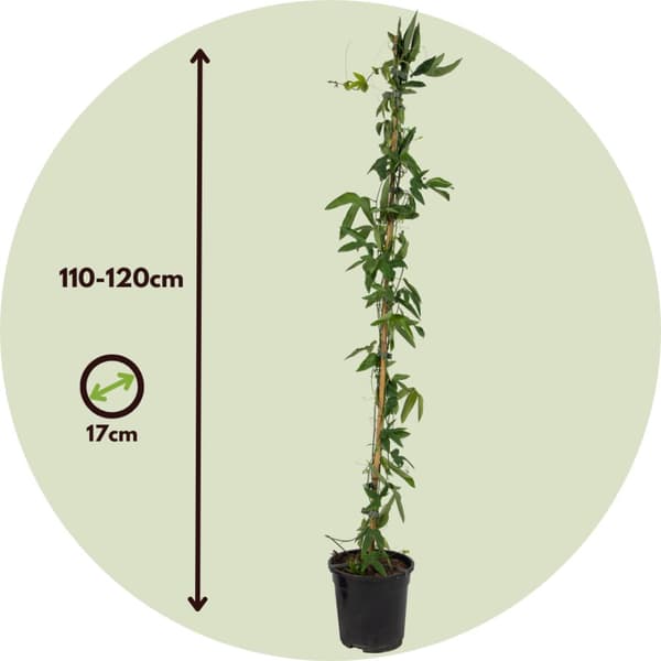 Blå passionsblomst - Sæt med 2 - Passiflora 'Elliott' - Højde 110-120cm - ⌀17cm