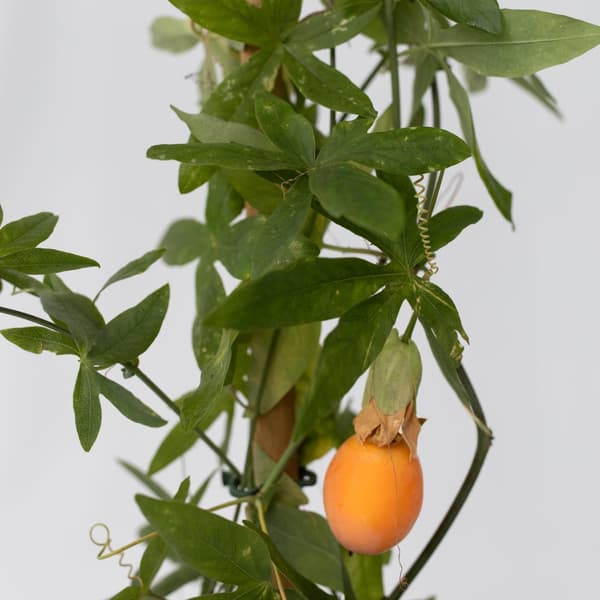 Blå passionsblomst - Sæt med 2 - Passiflora caerulea - Højde 110-120cm - ⌀17cm