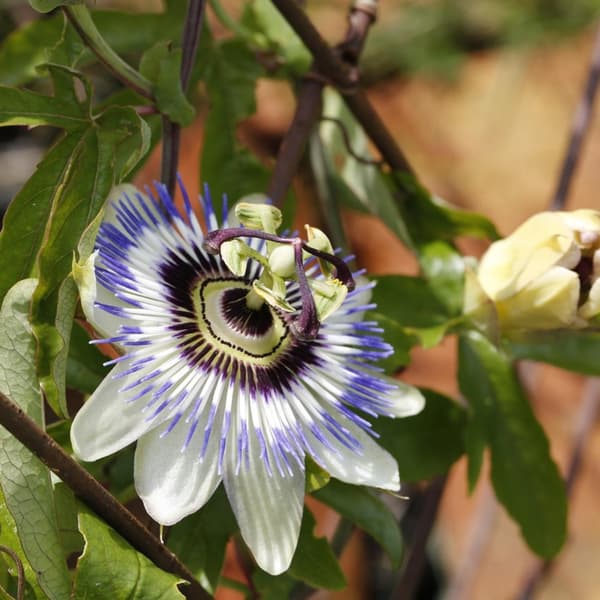 Blå passionsblomst - Sæt med 2 - Passiflora caerulea - Højde 110-120cm - ⌀17cm