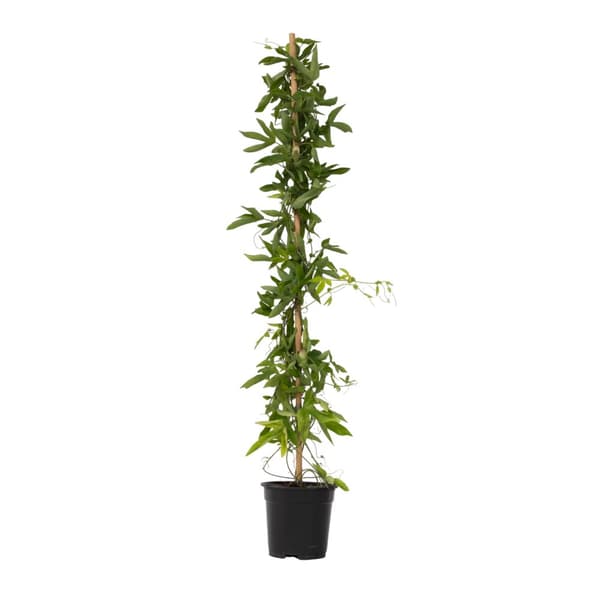 Passionsblomma - Passiflora x violacea 'Victoria' - Höjd 110-120cm - ⌀17cm