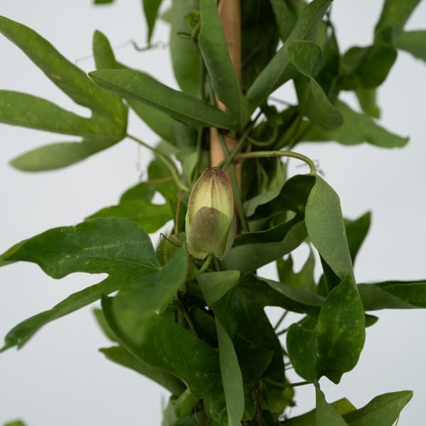 Passionsblomst - Sæt med 2 - Passiflora 'Victoria' - Højde 110-120cm - ⌀17cm
